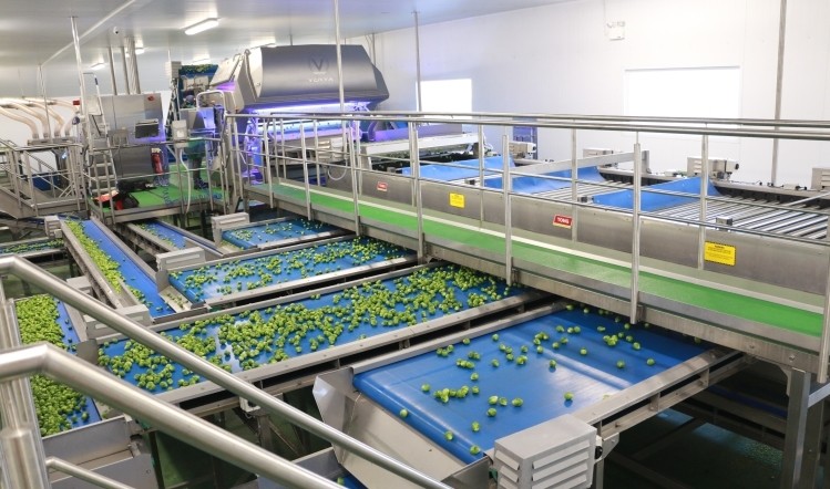 水果加工輸送帶實現(xiàn)了農產品的機械化